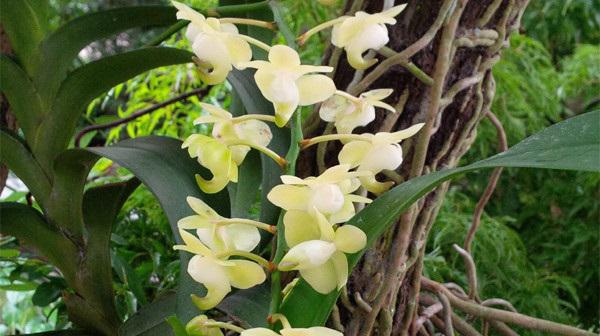 Hoa quế lan hương loài hoa vừa đẹp vửa rẻ lại đem đến hương thơm nồng nàn